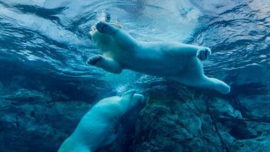 Bitcoin Price (BTC) Tumbles Below K, as Japan Triggers Selloff Bitcoin Price (BTC) Tumbles Below K, as Japan Triggers Selloff