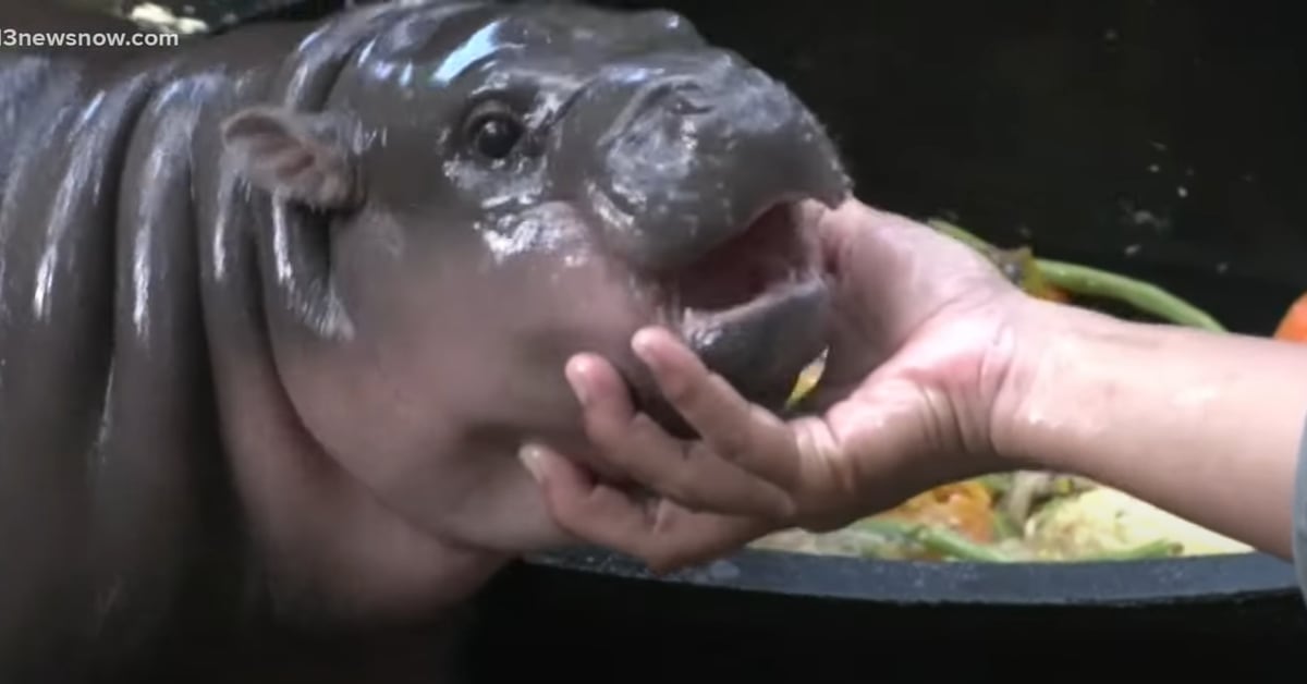 Crypto Inspired by 'Moo Deng' Zooms to 0M as Hippo Meme Takes Over Internet Crypto Inspired by 'Moo Deng' Zooms to 0M as Hippo Meme Takes Over Internet