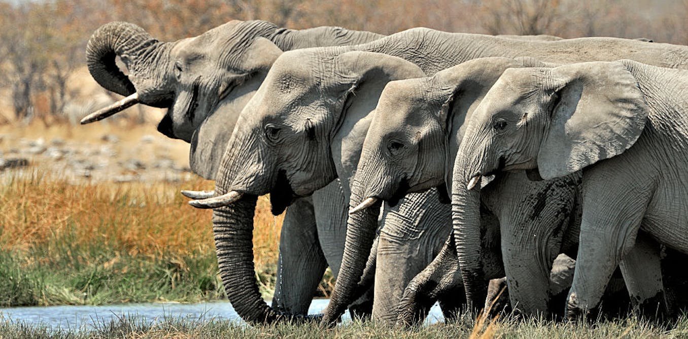 Female elephants rumble to say ‘let’s go!’ New study in Namibia shows males do too, a sign of unexpected social bonds Female elephants rumble to say ‘let’s go!’ New study in Namibia shows males do too, a sign of unexpected social bonds