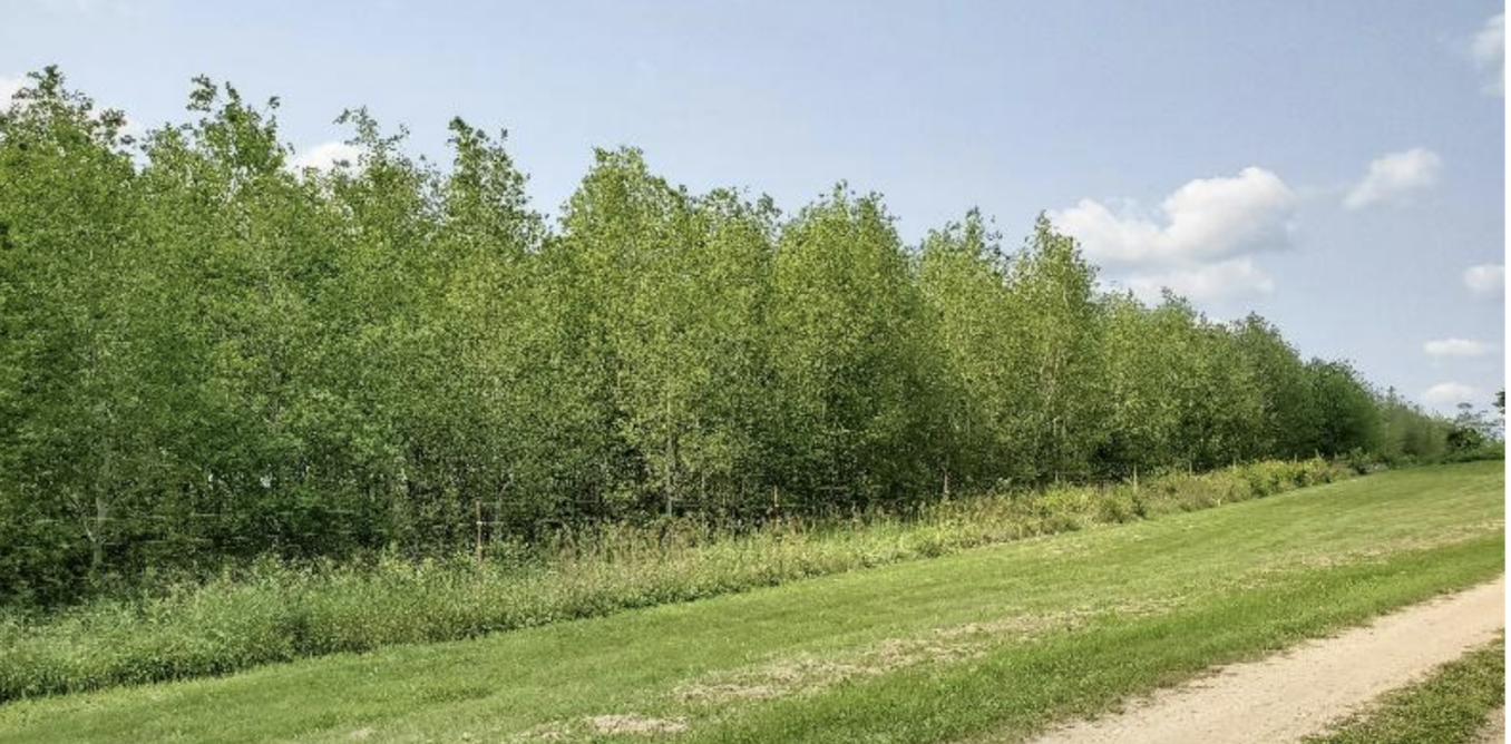 Invasive caterpillars can make aspen forests more toxic for native insects – a team of ecologists explains how Invasive caterpillars can make aspen forests more toxic for native insects – a team of ecologists explains how