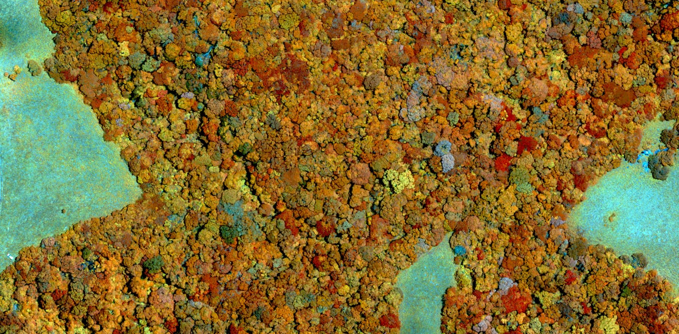 A lonely and ancient plant needs a female partner and researchers are using drones and AI to find it – podcast A lonely and ancient plant needs a female partner and researchers are using drones and AI to find it – podcast