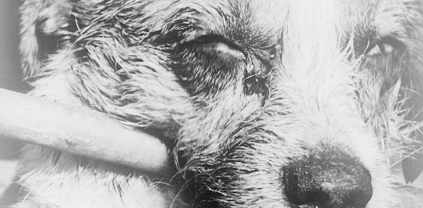 Airdropping vaccines to eliminate canine rabies in Texas – two scientists explain the decades of research behind its success Airdropping vaccines to eliminate canine rabies in Texas – two scientists explain the decades of research behind its success