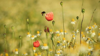Bees have irrational biases when choosing which flowers to feed on − just like human shoppers do