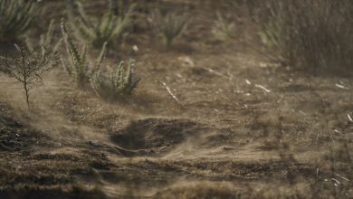 Fungal infections known as valley fever could spike this fall Fungal infections known as valley fever could spike this fall