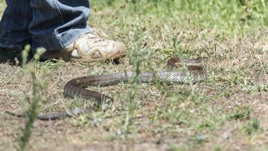 Snakes are waking up. What should you do if you’re bitten? And what if you’re a long way from help? Snakes are waking up. What should you do if you’re bitten? And what if you’re a long way from help?