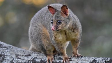 ‘Vegetarian’ possums eat meat when the weather’s cold ‘Vegetarian’ possums eat meat when the weather’s cold