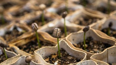 Crypto Winter-Era Seed Startups Mostly Persist Despite Tumult and Crisis