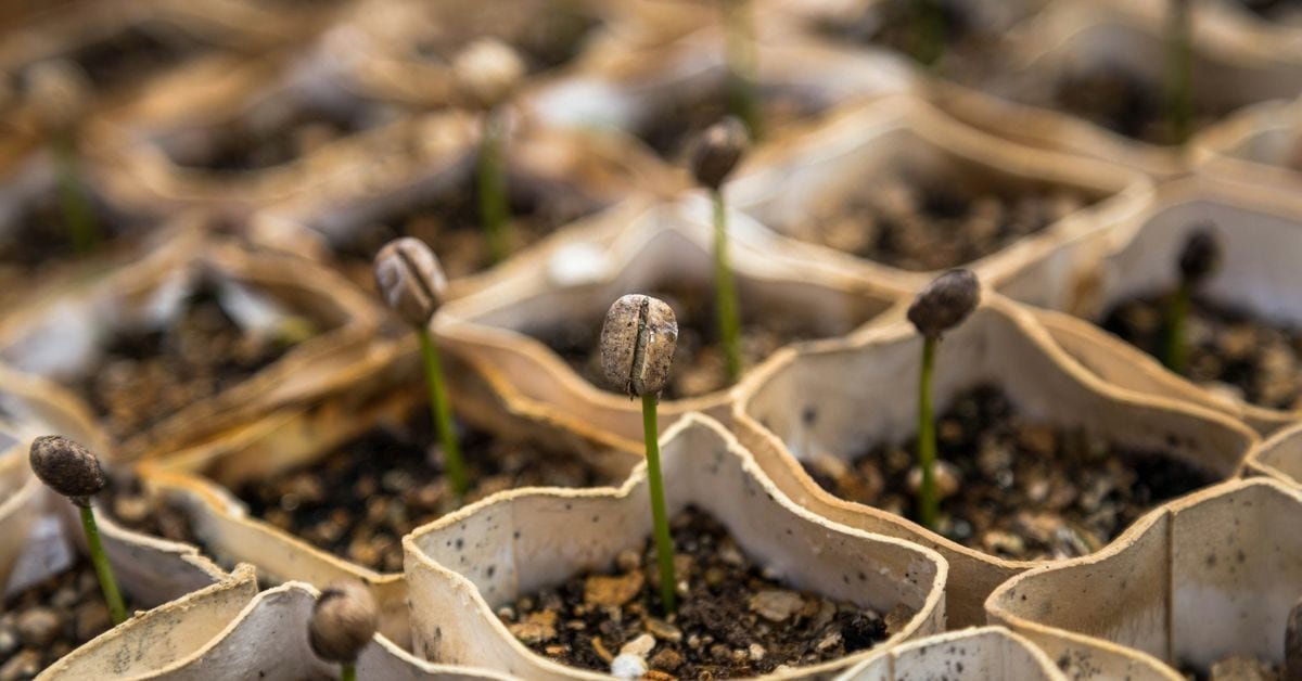 Crypto Winter-Era Seed Startups Mostly Persist Despite Tumult and Crisis Crypto Winter-Era Seed Startups Mostly Persist Despite Tumult and Crisis