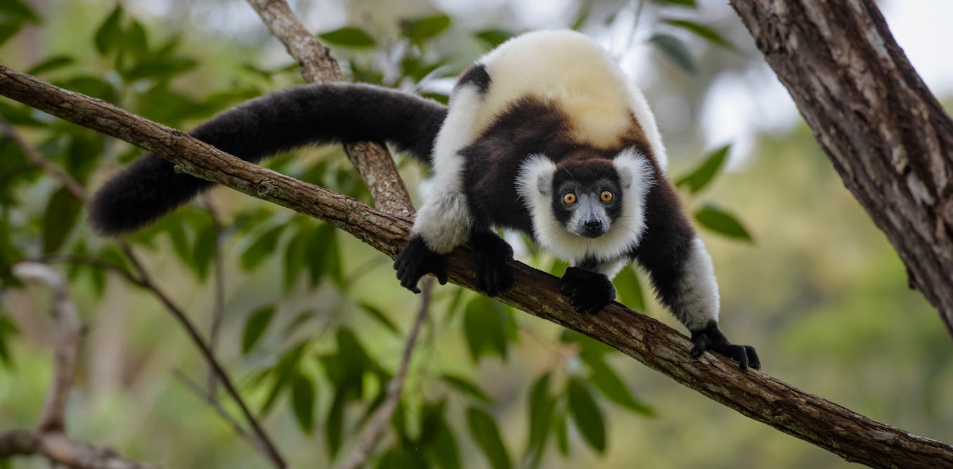 Madagascar’s mining rush has caused no more deforestation than farming – new study Madagascar’s mining rush has caused no more deforestation than farming – new study