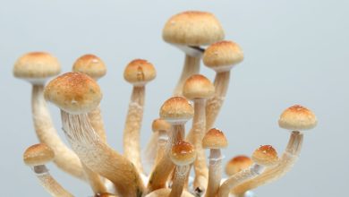 Does psilocybin really provide long-term relief from depression, as new study suggests?