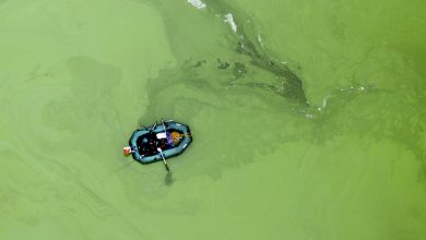 Climate change is causing algal blooms in Lake Superior for the first time in history
